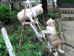 Crazy cat ladder fight
