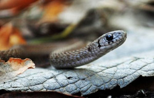 Poisonous Snakes Photography