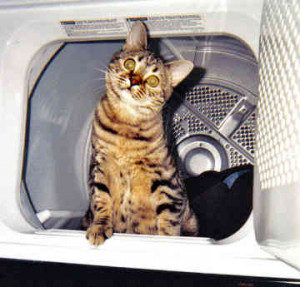 Related Pictures savannah cat rescue california