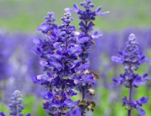 ... Lavender Seeds, Fresh Herb Seeds, 90%+Germination (6 Seeds) SD1526