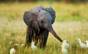 Nature Animals Cute Little Baby Elephant Wallpaper