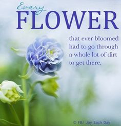 Flower quote via www.Facebook.com/...!!! Bebe'!!! Lovely flower...does ...