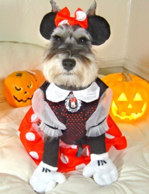 ... Schnauzer even though he's dressed up as Minnie Mouse for Halloween