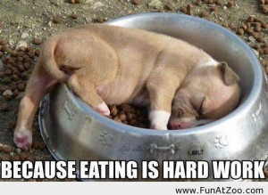 Beacause eating is hard work Funny picture