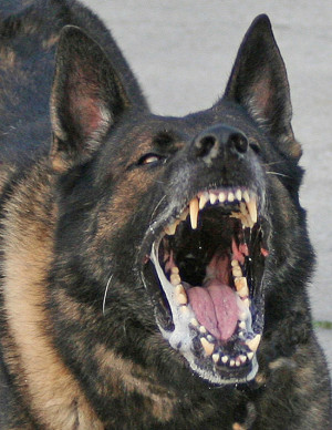 K9 Police Dogs in Action