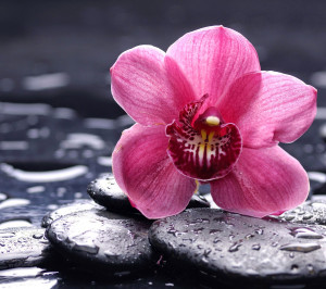 colors orchid flower hd wallpapers free download for desktop orchid ...