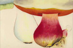 Boletus satanas , Jean-Henri Fabre