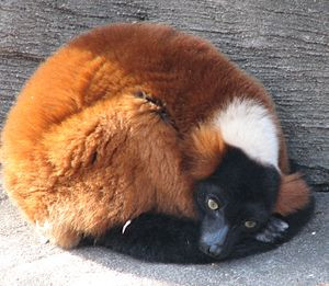 Red Ruffed Lemur Image via Wikipedia