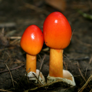 Back > Gallery For > Rare Mushrooms Types