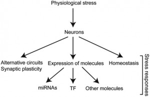Adaptation Examples Biology Stress triggers biological