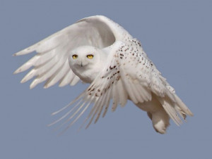 Snowy owls are drawing quite a crowd of onlookers across America as an ...
