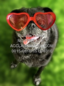 Stock Photos of Funny Animals - Dog Wearing Heart Shaped Glasses ...