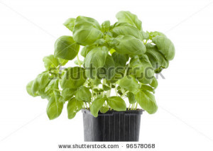 Basil plants Stock Photos, Illustrations, and Vector Art