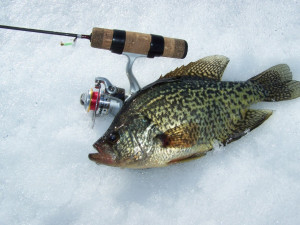 Keizer’s favorite late-ice panfish bait is a green and gold Rat ...