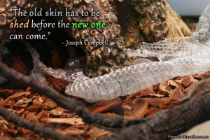 Inspirational Quote: “The old skin has to be shed before the new one ...