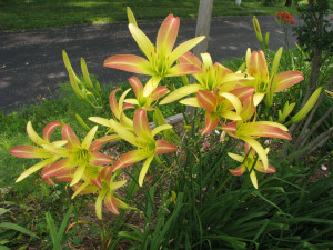 Daylily Quotes Rose And God