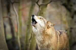 Howling Wolf by SonnyStitt