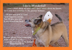 life quotes dog life Life Quotes: Life is Wonderful