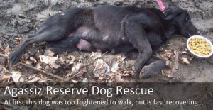 Dog Rescue Stories - Reserve Dogs