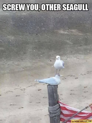Screw you other seagull!