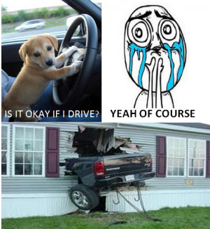 Dog Driving A Car - No Regret | Funny Pictures, Quotes, Jokes And ...