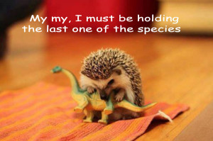Mr. Spikle and the Dinosaur [hedgehog photography]