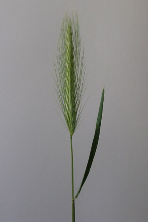 Meadow Barley Hordeum Brachyantherum