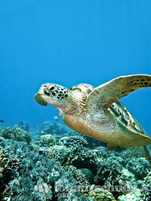 Funny Quotes Contact Us DMCA Notice