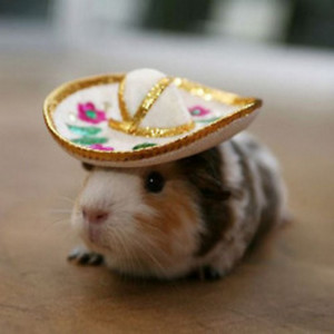 ... , animal wearing sombreros, cute animal pictures, animals wears hats