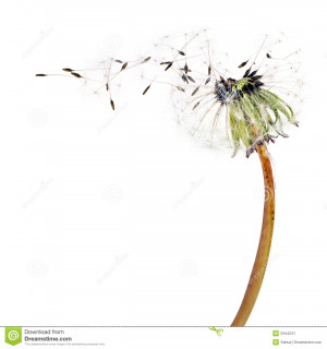 More similar stock images of ` Flying dandelion seeds `