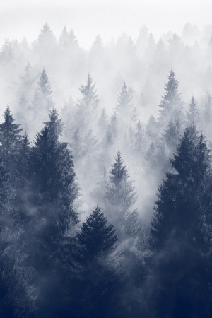 ... forest mist fade Woods mystery Wood fog Winter is Coming pines wintrer