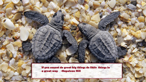 turtle_quotes_2.jpg