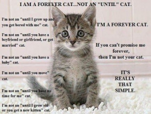 If you can't promise me forever, then I'm not your cat. - Google+