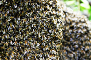 The True Hive Mind – How Honeybee Colonies Think