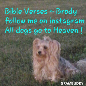 All dogs go to Heaven