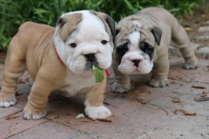 The Daily Cute: 6 Bulldogs That'll Make You Drool