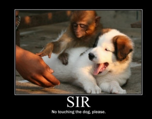 Please Sir No Touching Of The Dog | Random Funny Pictures