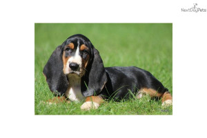 Related Pictures basset hound puppies new dog funny pet pictures dogs ...