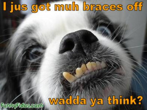 dog teeth braces
