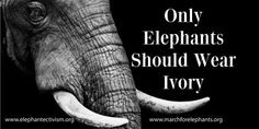 Petition Only Elephants Should Wear Ivory! Please join -signing and ...
