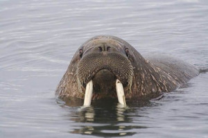 10,000+ Walruses Come Ashore in Alaska As Arctic Ice Melts