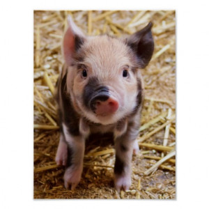 Cute Baby Piglet Farm Animals Barnyard Babies Posters
