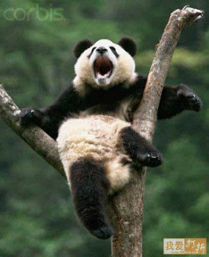 Hilarious Galleries » Funny Baby Pandas