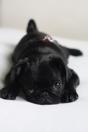 cutest black pug