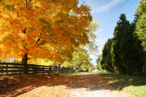 Fall Road in Ohio