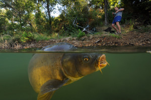 ... carp and his brother at a small lake near Montpellier in southern