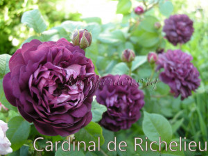 Cardinal De Richelieu picture