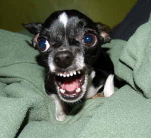 Angry Chihuahua