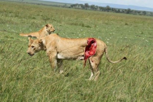 Lions in East Africa – Facts you may have not known about.