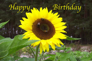 Happy Birthday - Greeting Card - Sunflower Photograph